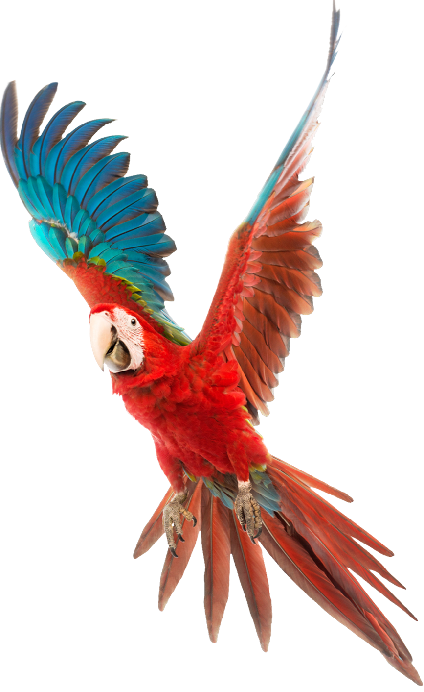 costa rica transfers